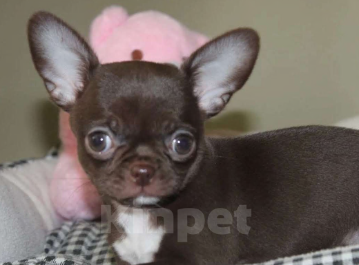 Собаки в Москве: Шоколадная девочка чихуахуа Девочка, 45 000 руб. - фото 1