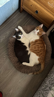 Котик Тоша в добрые руки