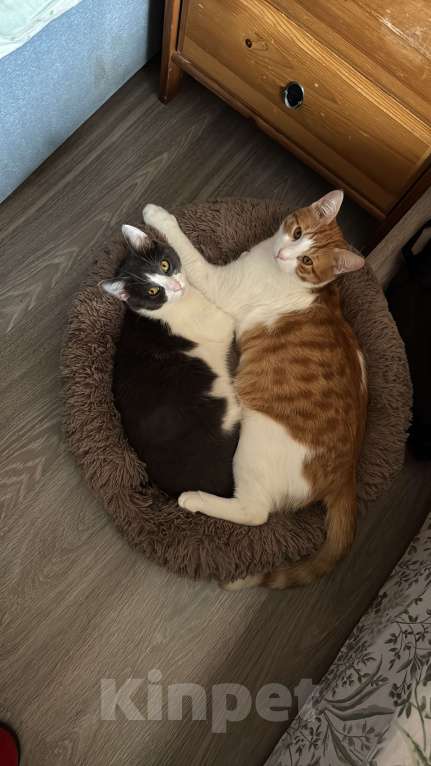 Кошки в Москве: Котик Тоша в добрые руки Мальчик, Бесплатно - фото 1