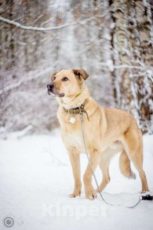 Собаки в Москве: Лакки Мальчик, Бесплатно - фото 5