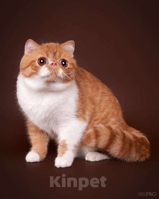 Кошки в Новосибирске: Экзотический мальчик Мальчик, 35 000 руб. - фото 2