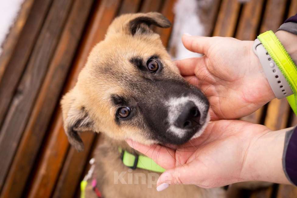 Собаки в Москве: Маленькое счастье - щенок Тишка ищет дом! Девочка, Бесплатно - фото 8