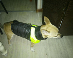 Собаки в Новотроицке: Жилет куртка, 350 руб. - фото 4