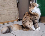 Кошки в Малмыже: Чистокровная кошечка мейн-кун., 20 000 руб. - фото 2