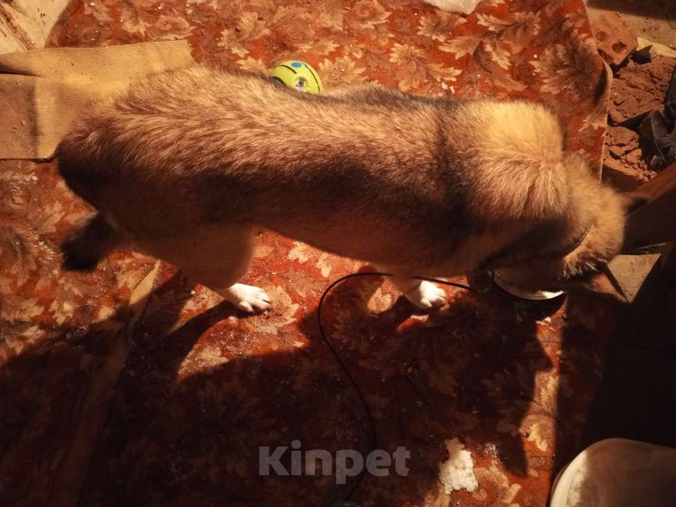 Собаки в Мур: Найдена собака Девочка, Бесплатно - фото 7