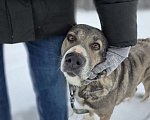 Собаки в Королеве: Пани: собака с душой, ждущей тепла Девочка, Бесплатно - фото 7