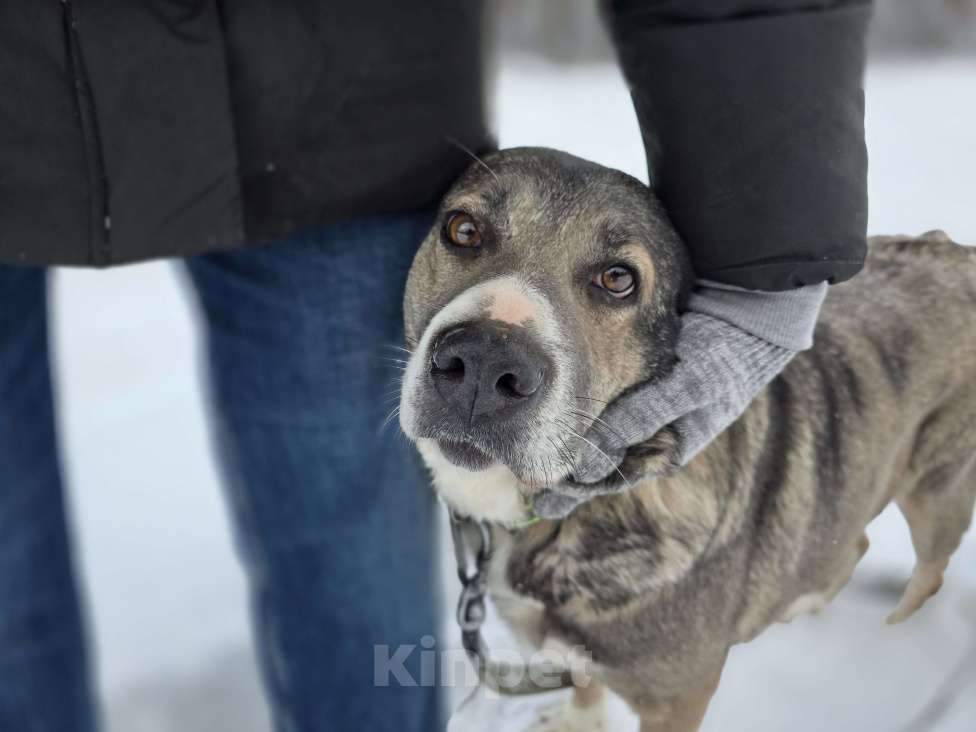 Собаки в Королеве: Пани: собака с душой, ждущей тепла Девочка, Бесплатно - фото 7