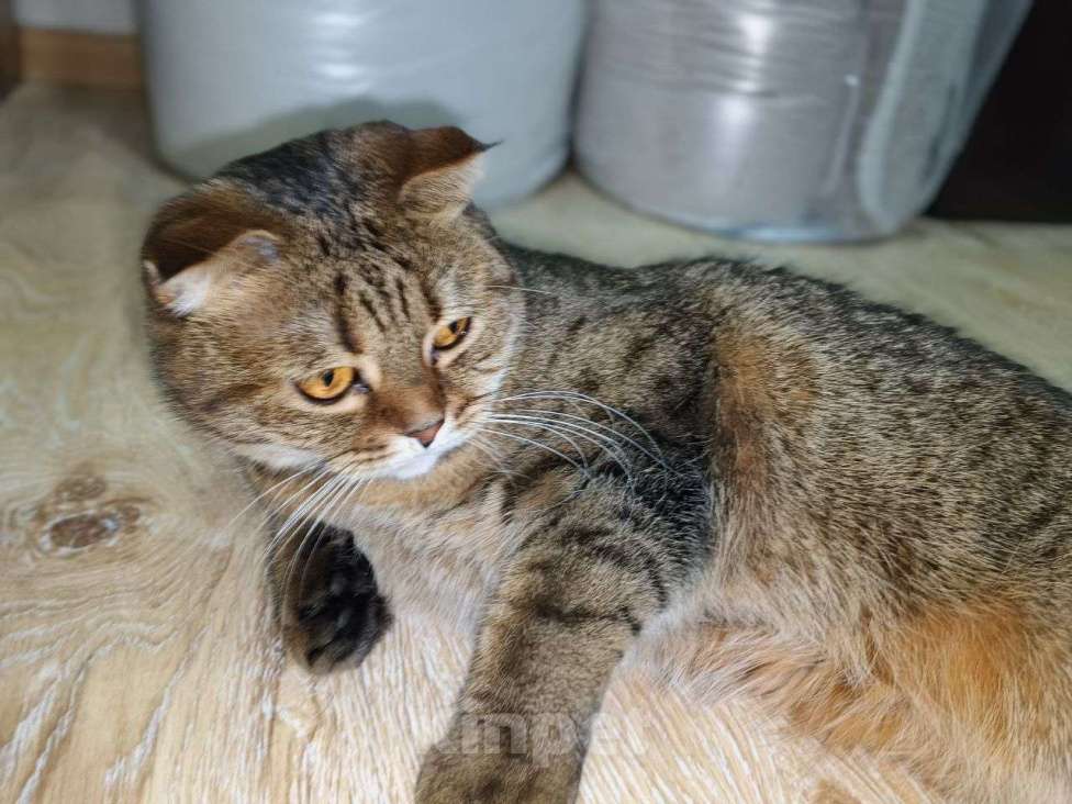 Кошки в Ростове-на-Дону: Британская короткошёрстная кошка Девочка, Бесплатно - фото 4