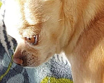 Собаки в Хабаровске: Пропал бежевый чихуахуа. Мальчик, 1 руб. - фото 2