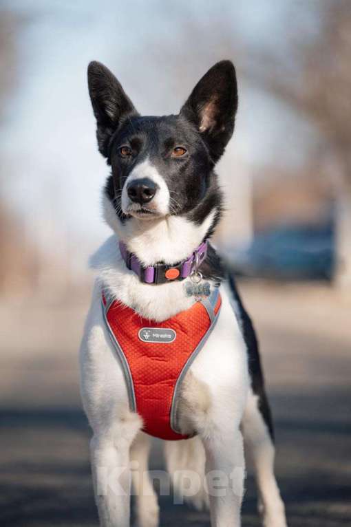 Собаки в Белоозёрском: Собака в добрые руки Девочка, Бесплатно - фото 4