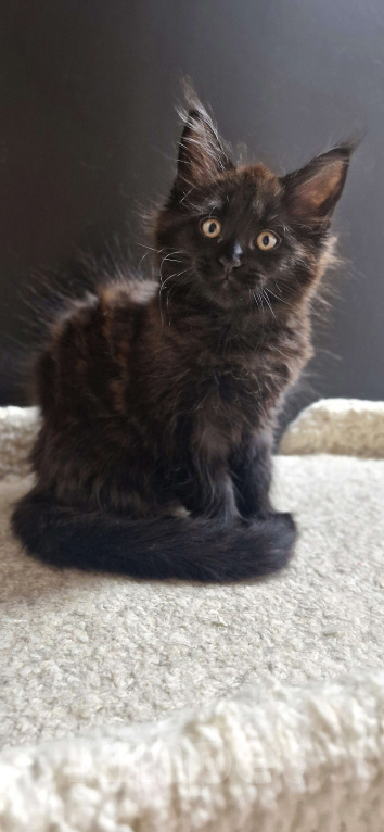 Кошки в Ижевске: Котята мейн-кун Девочка, 50 000 руб. - фото 4