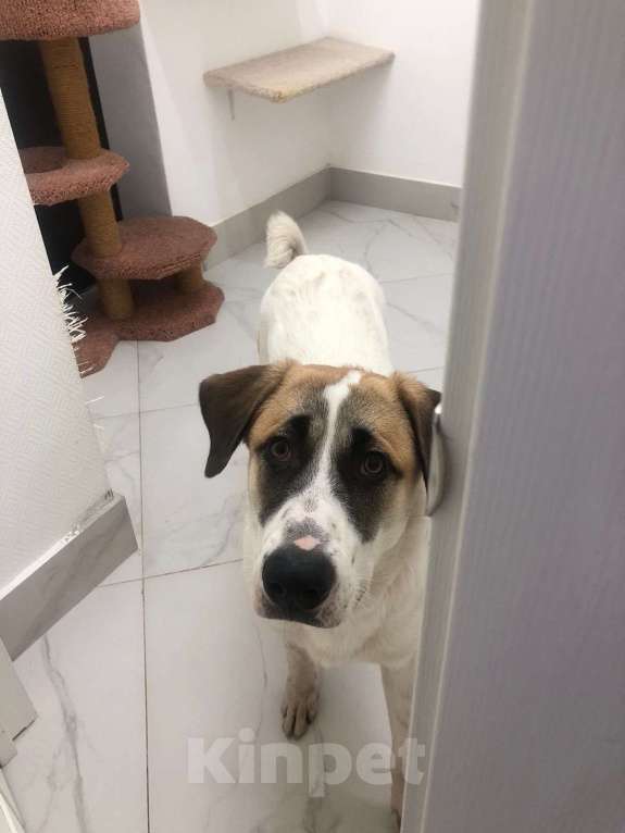 Собаки в Москве: Самый добрый пёс с самым тяжёлым началом Мальчик, Бесплатно - фото 3