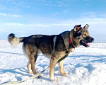 Собаки в Санкт-Петербурге: Уникальная собака ищет дом Мальчик, Бесплатно - фото 1