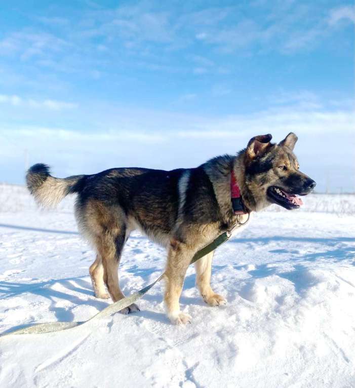 Собаки в Санкт-Петербурге: Уникальная собака ищет дом Мальчик, Бесплатно - фото 1