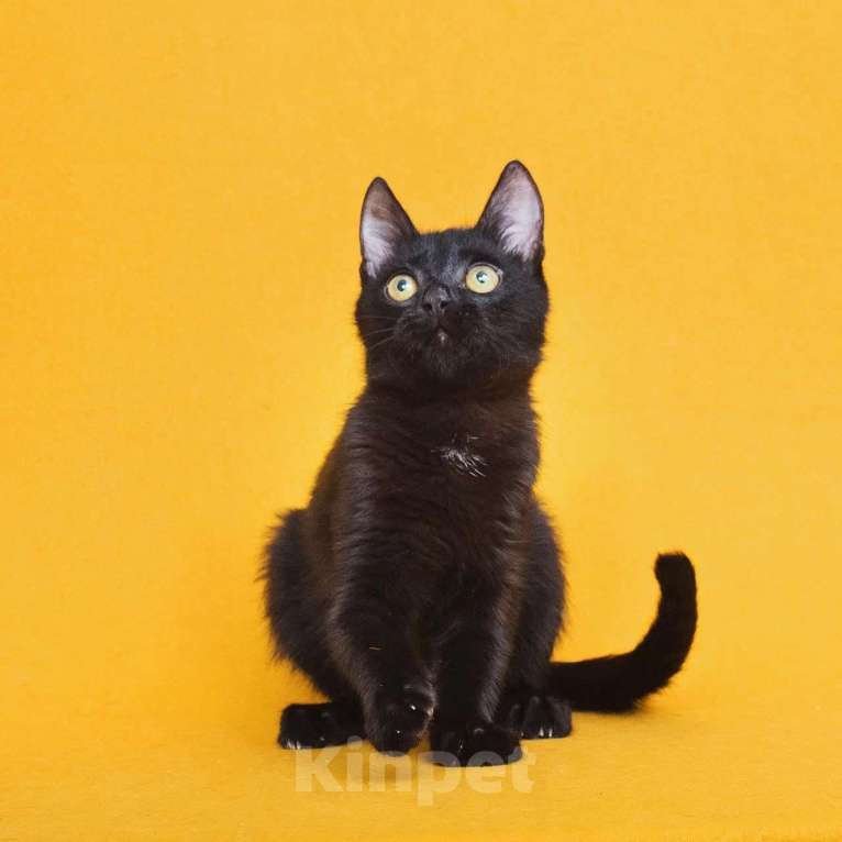 Кошки в Москве: Котенок Ося ищет дом Мальчик, Бесплатно - фото 8