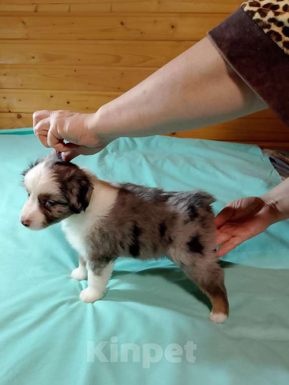 Собаки в других городах Ленинградской области: Щенок миниатюрной американской овчарки Мальчик, Бесплатно - фото 2