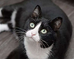 Кошки в Москве: Скромная черно-белая кошечка Марфа в добрые руки Девочка, Бесплатно - фото 3