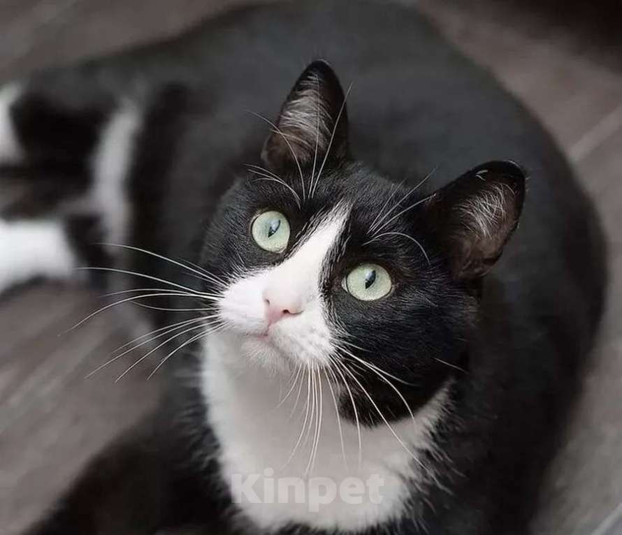 Кошки в Москве: Скромная черно-белая кошечка Марфа в добрые руки Девочка, Бесплатно - фото 3