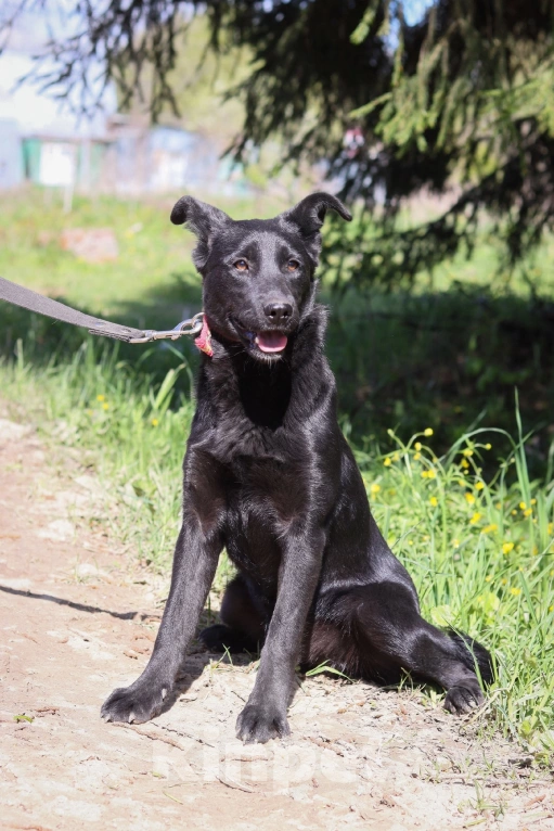 Собаки в Москве: Саманте нужен дом  Девочка, Бесплатно - фото 3