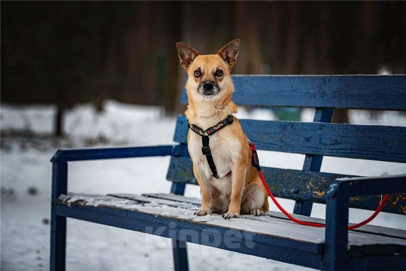 Собаки в Москве: Маленькая собака Сури в добрые руки. Девочка, Бесплатно - фото 5