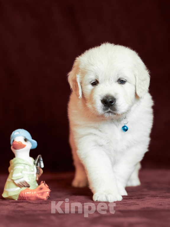 Собаки в других городах Московской области: Лексус Мальчик, 100 000 руб. - фото 1