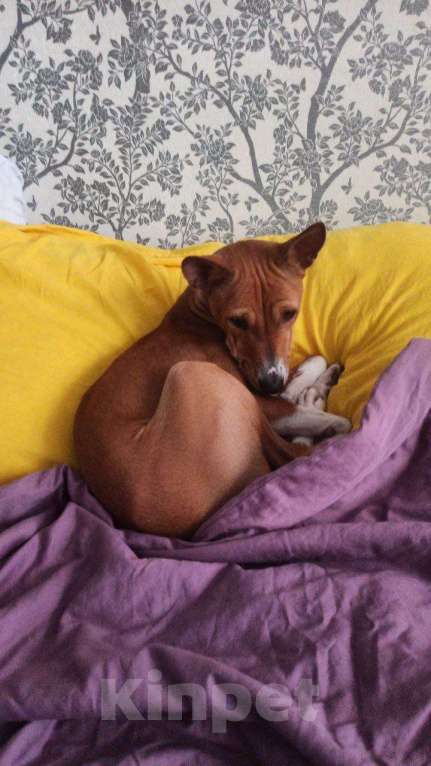 Собаки в Королеве: Отдаю в добрые руки Мальчик, Бесплатно - фото 2