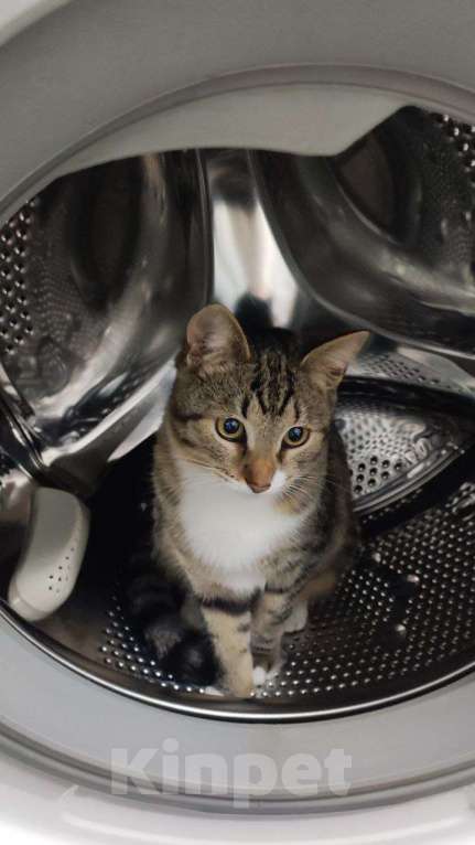 Кошки в Москве: котенок Тася ишет дом Девочка, 10 руб. - фото 7