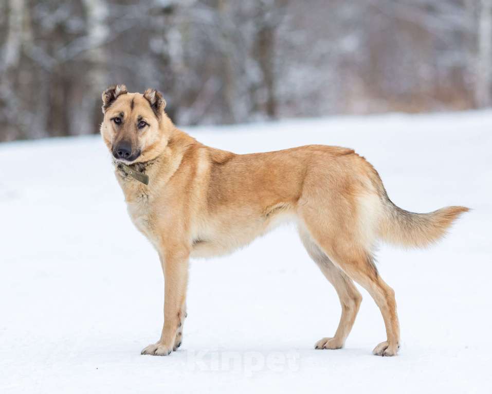 Собаки в других городах Московской области: Самая нежная и ласковая собака ждёт своего хозяина Девочка, Бесплатно - фото 1