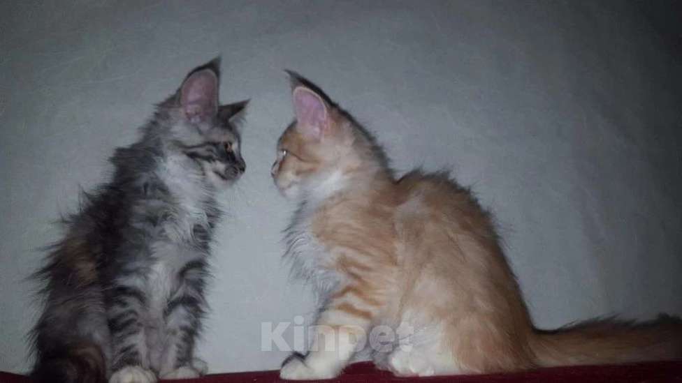 Кошки в Москве: Красивенные Мейн кун Девочка, 18 000 руб. - фото 2