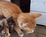 Кошки в Перми: Котята в добрые руки  Мальчик, Бесплатно - фото 3