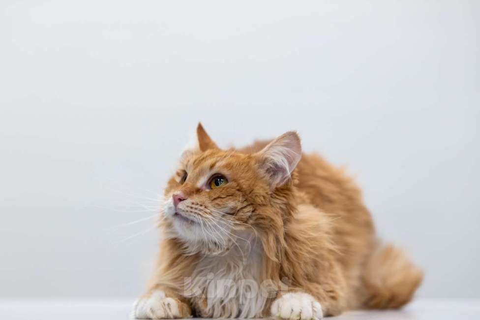 Кошки в Москве: Степан Мальчик, Бесплатно - фото 2