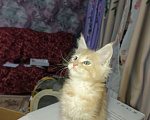 Кошки в Кемерово: Котята мейн-кун  Девочка, 7 000 руб. - фото 1