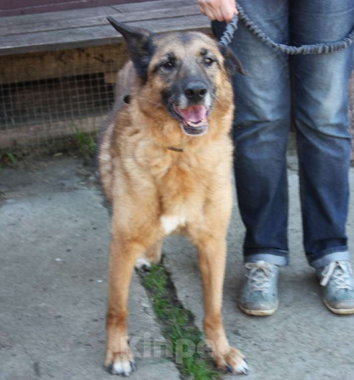 Собаки в Москве: Джульетта - собака компаньон, собака верность очень ждет свою родную семью! Девочка, Бесплатно - фото 2