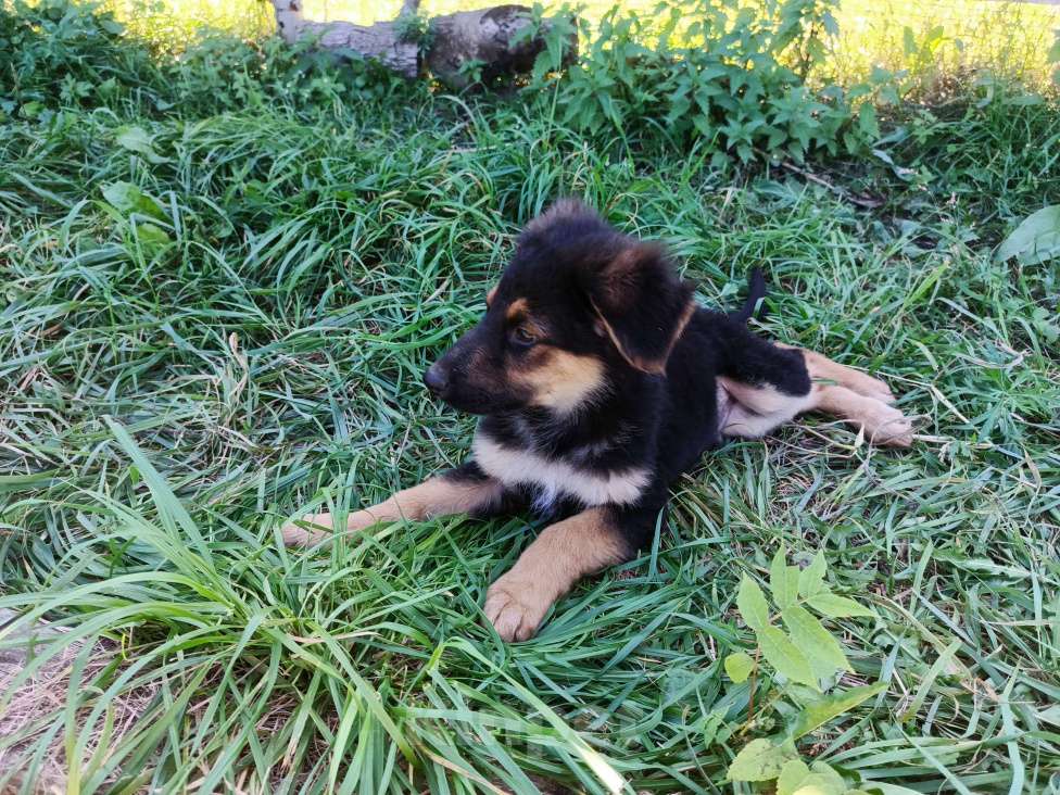 Собаки в других городах Приморского края: Щенки немецкой овчарки Мальчик, 15 000 руб. - фото 2