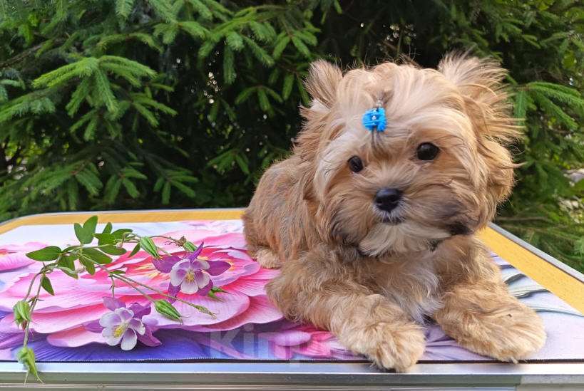 Собаки в Москве: Мальчик-русалочка (русская салонная собака) Мальчик, 50 000 руб. - фото 5