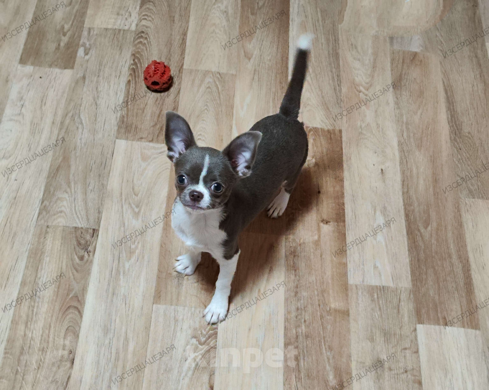 Собаки в Москве: Лиловый мальчик чихуахуа  Мальчик, Бесплатно - фото 1