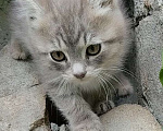 Кошки в Каменске-Уральском: Светлый котёнок серо-белый Девочка, Бесплатно - фото 1