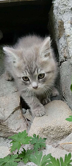 Объявление: Светлый котёнок серо-белый, Бесплатно, Каменск-Уральский
