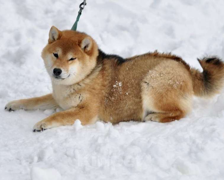 Собаки в Задонске: Девочка Сиба Девочка, 40 000 руб. - фото 5
