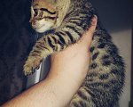 Кошки в Туле: Бенгал розетка на золоте Мальчик, 7 000 руб. - фото 2
