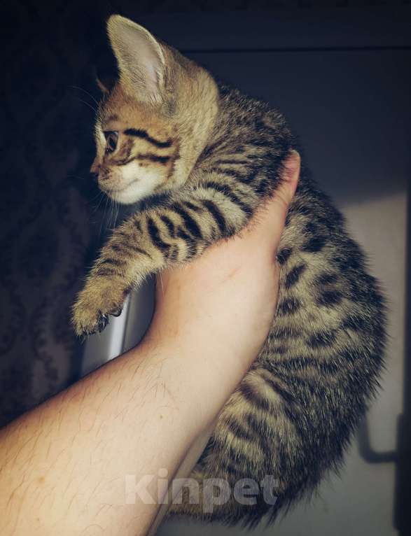 Кошки в Туле: Бенгал розетка на золоте Мальчик, 7 000 руб. - фото 2