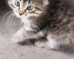 Кошки в Ростове-на-Дону: Котята в добрые руки Мальчик, Бесплатно - фото 1