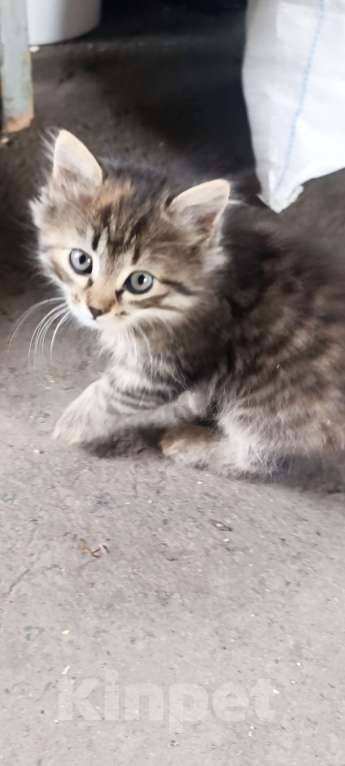 Кошки в Ростове-на-Дону: Котята в добрые руки Мальчик, Бесплатно - фото 1