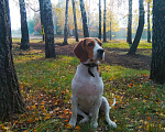 Собаки в Курске: Бигль для вязки, 10 руб. - фото 1