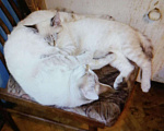 Кошки в Краснодаре: Кот для вязки, 700 руб. - фото 5