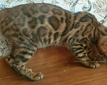 Кошки в Кохме: Котик бенгальской породы, 16 000 руб. - фото 2