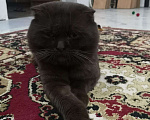 Кошки в Кстово: Кот вязка, 1 000 руб. - фото 9