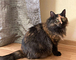 Кошки в Малоархангельске: Ласковая и Стерилизованная кошка, Бесплатно - фото 8