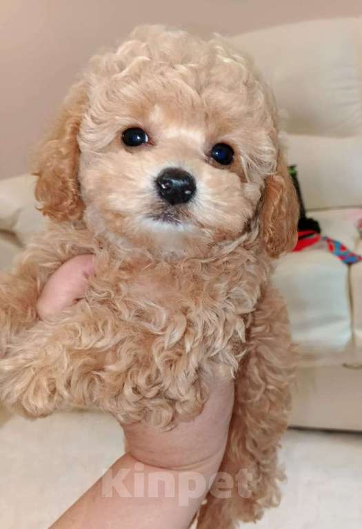 Собаки в Москве: Мальтипу Ф1 девочка Хлоя (Кудряшка) Девочка, 80 000 руб. - фото 2