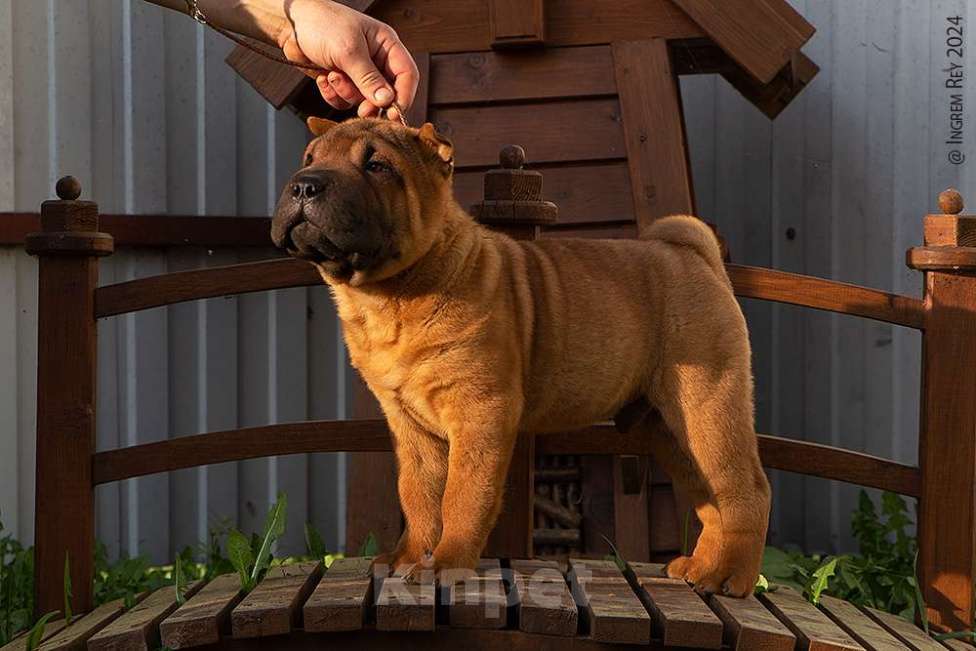 Собаки в Москве: Щенок шарпея Нэш Мальчик, 19 000 руб. - фото 3